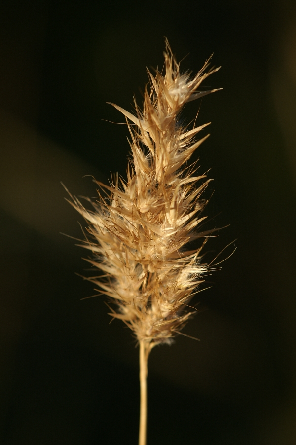 Joycea setacea